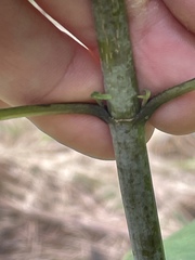 Helianthus microcephalus