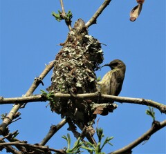 Nectariniidae