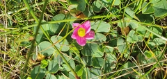 Oxalis purpurea