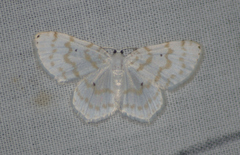 Hydrelia albifera