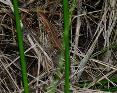 Lacerta agilis