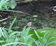 Troglodytes troglodytes