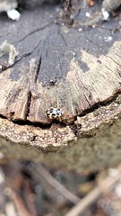 Propylea quatuordecimpunctata