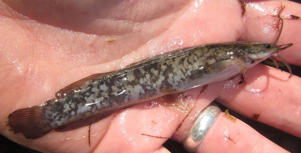 Blunt-Toothed African Catfish