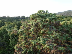 Juniperus deltoides