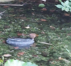 Troglodytes troglodytes