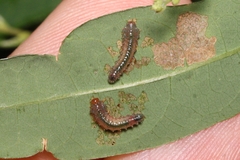 Symphyta