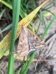Loxostege munroealis