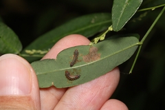 Symphyta