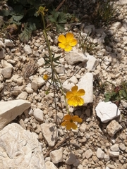 Ranunculus montanus