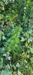 Cannabis sativa