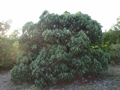 Juniperus excelsa