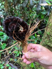 Pandanaceae
