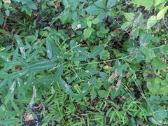 Symphyta