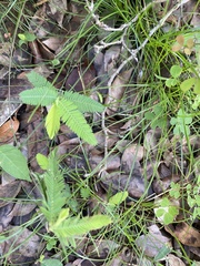 Mimosa pigra