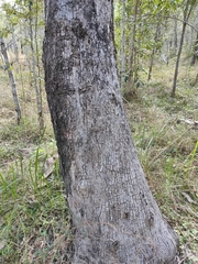 Corymbia tessellaris