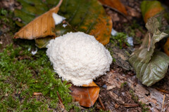 Reticularia lycoperdon