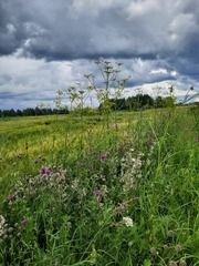 Pastinaca sativa sylvestris