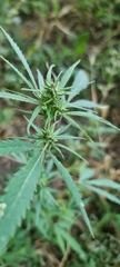 Cannabis sativa