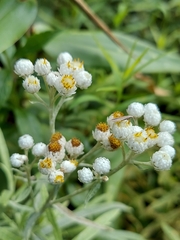 Anaphalis margaritacea