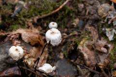 Marasmius rotula