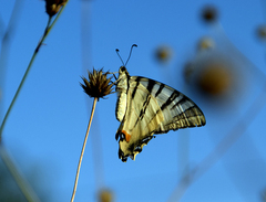 Iphiclides podalirius