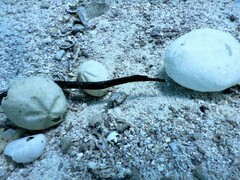 Syngnathidae