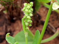 Rumex hastatulus