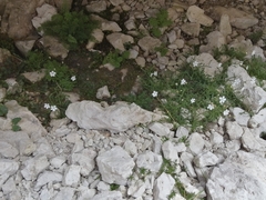 Heliosperma pusillum