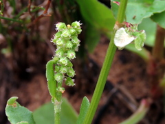 Rumex hastatulus