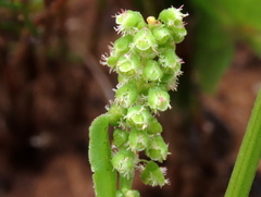 Rumex hastatulus