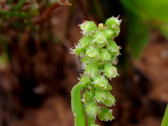 Rumex hastatulus