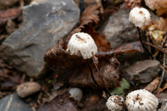 Marasmius rotula