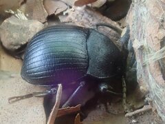 Accanthopus velikensis