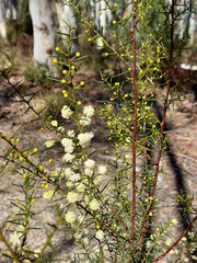 Acacia genistifolia