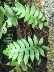 Woodwardia areolata