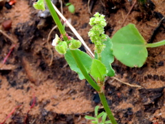 Rumex hastatulus