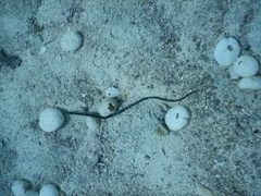 Syngnathidae