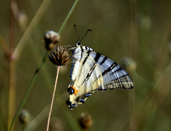 Iphiclides podalirius