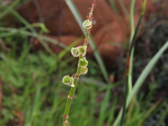 Rumex hastatulus
