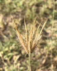 Chloris