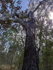 Corymbia tessellaris