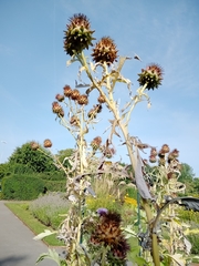 Cynara cardunculus