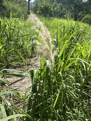 Saccharum spontaneum