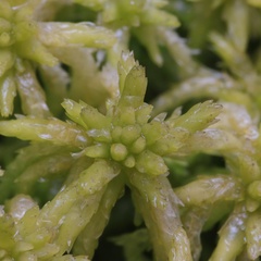 Subsecunda