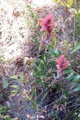 Castilleja elmeri