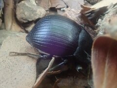 Accanthopus velikensis