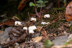 Marasmius rotula