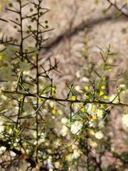 Acacia genistifolia