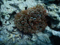 Entacmaea quadricolor